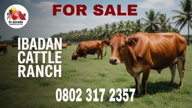 Cattle Ranch Business in Nigeria, 🐄 | Land for Sale in Ibadan Oyo State