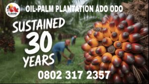 Oil palm farming opportunities in Nigeria – agricultural estate investment